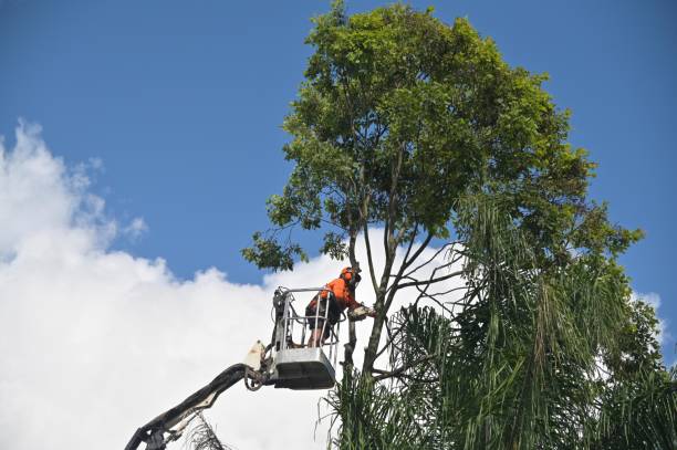 Best Tree Maintenance Programs  in Westville, OK